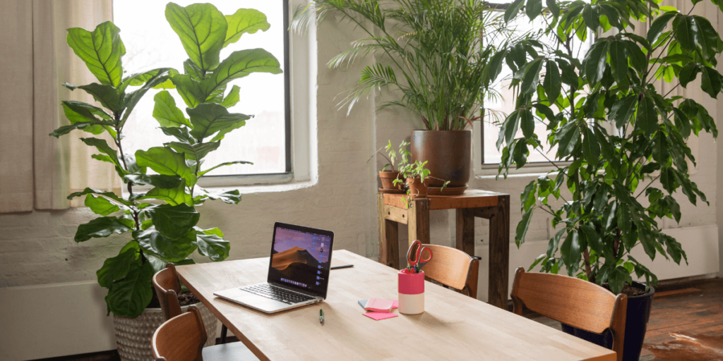 indoor plants for green home